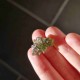 Moldavite 